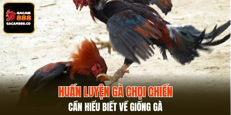 Huấn luyện gà chọi chiến cần hiểu biết về giống