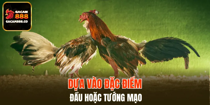 Huấn luyện viên có thể “nhìn trúng” tuyển thủ tâm đắc của mình từ ngoại hình