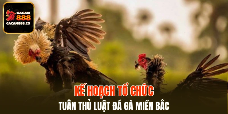 Kế hoạch tổ chức tuân thủ luật đá gà miền Bắc