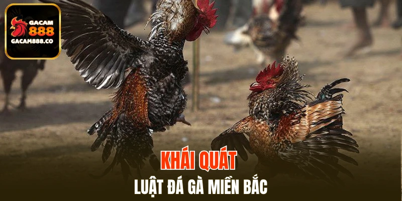 Khái quát luật đá gà miền Bắc