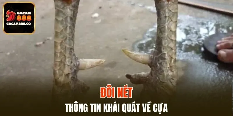 Khám phá lịch sử của tên Thomo