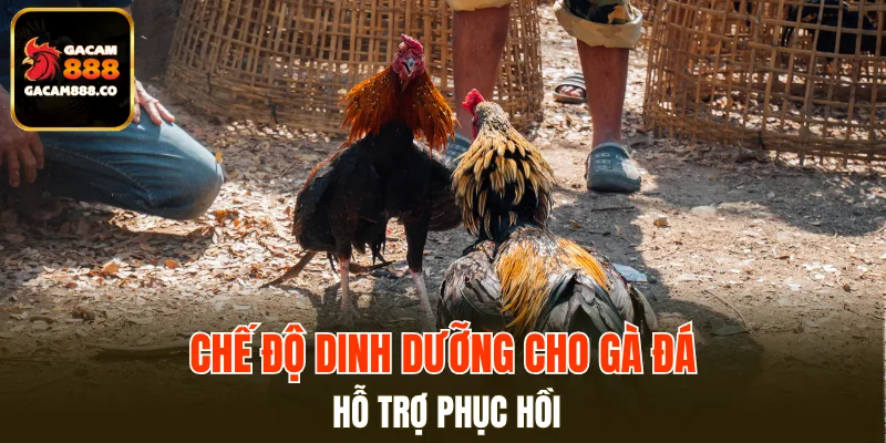 Khẩu phần ăn hợp lý hỗ trợ phục hồi nhanh chóng