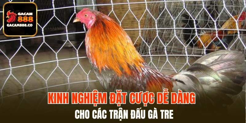 Kinh nghiệm đặt cược dễ dàng cho các trận đấu gà tre