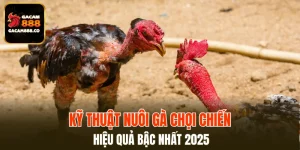 Kỹ Thuật Nuôi Gà Chọi Chiến