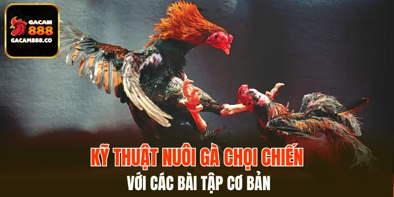 Kỹ thuật nuôi gà chọi chiến quần sương hấp dẫn