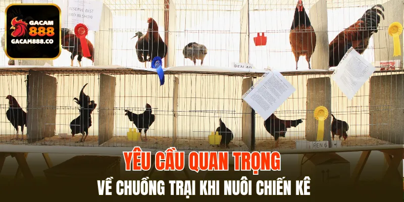 Kỹ thuật nuôi gà chọi chiến với chuồng trại đạt chuẩn