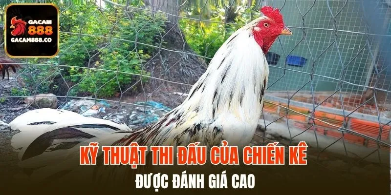 Kỹ thuật thi đấu của chiến kê này được đánh giá cao