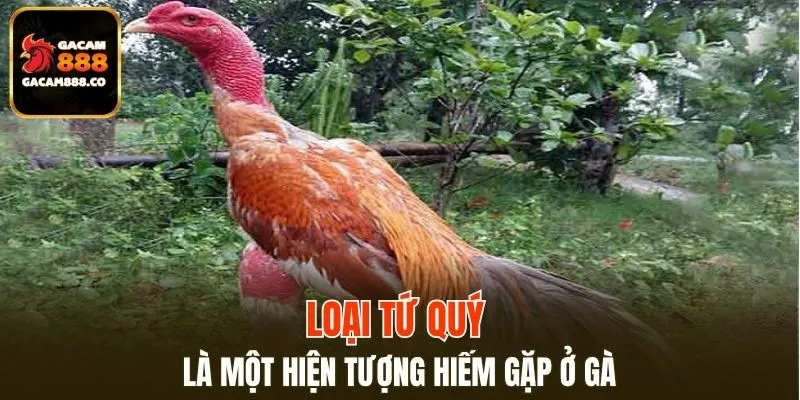 Loại Tứ Quý là một hiện tượng hiếm gặp ở gà