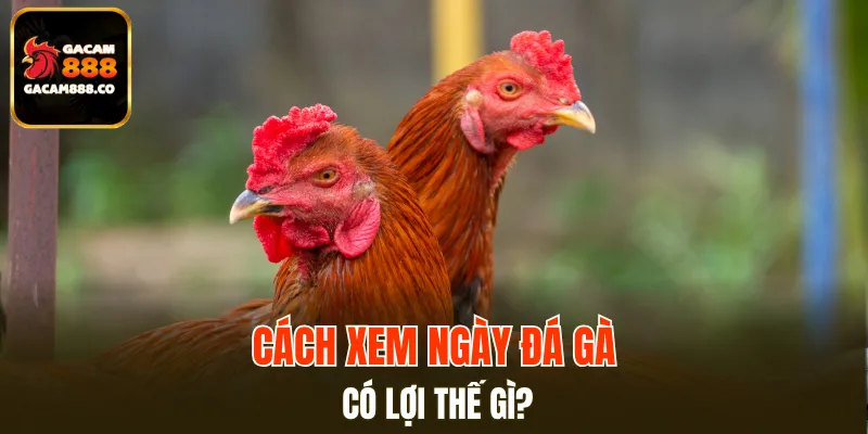Lợi ích thiết thực từ cách xem ngày đá gà