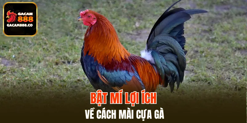 Lợi ích về vũ khí cách mài cựa gà