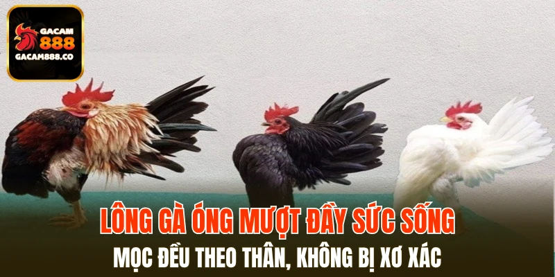 Lông gà óng mượt đầy sức sống, mọc đều theo thân, không bị xơ xác
