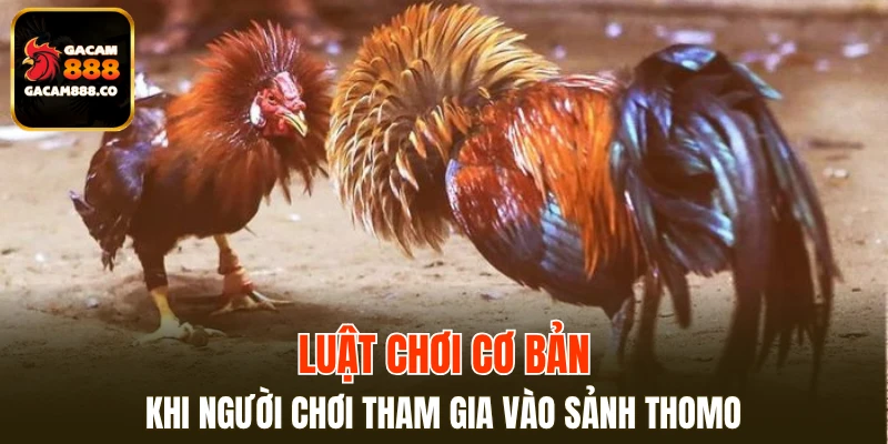 Luật chơi cơ bản khi người chơi tham gia vào sảnh Thomo
