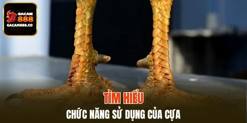 Lưu ý chọn theo kỹ năng