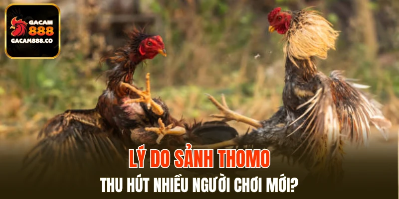 Lý do sảnh Thomo thu hút nhiều người chơi mới?