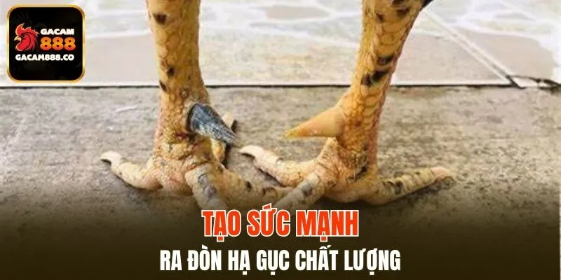 Mang đến đòn nhanh chóng