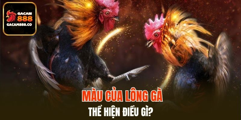 Màu của lông gà thể hiện điều gì?