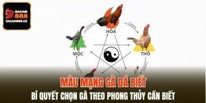 Màu Mạng Gà Đá