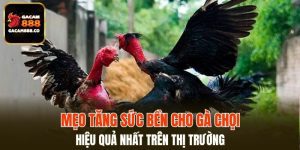 Mẹo tăng sức bền cho gà chọi