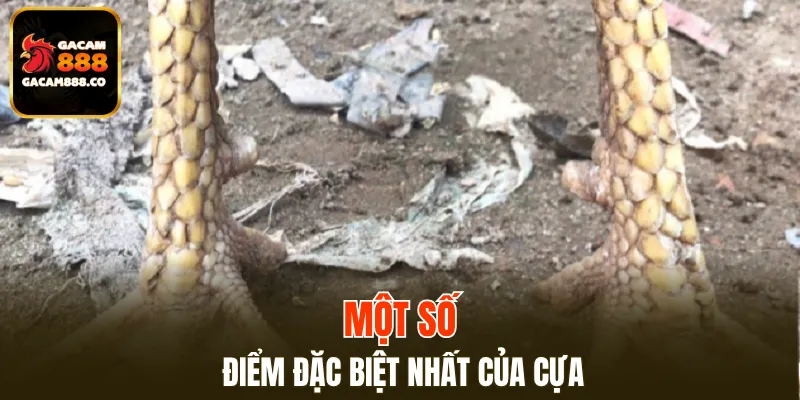 Một số điểm đặc biệt nhất của cựa