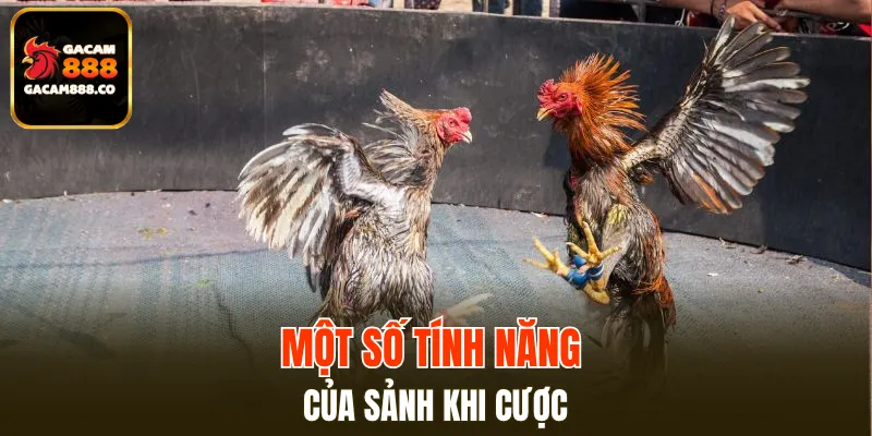 Một số tính năng của sảnh khi cược