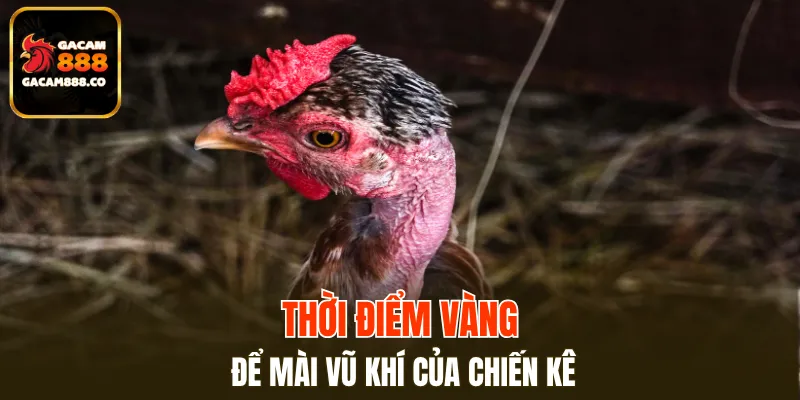 Nắm bắt thời điểm mài cựa tốt nhất