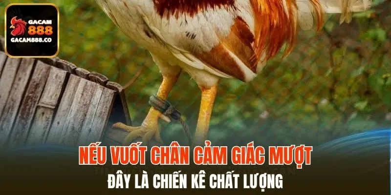 Nếu vuốt chân cảm giác mượt đây là chiến kê chất lượng