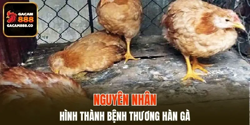 Nguồn gốc chính gây nên