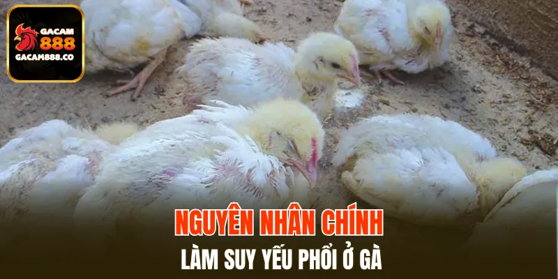 Nguyên nhân chính làm suy yếu phổi ở gà