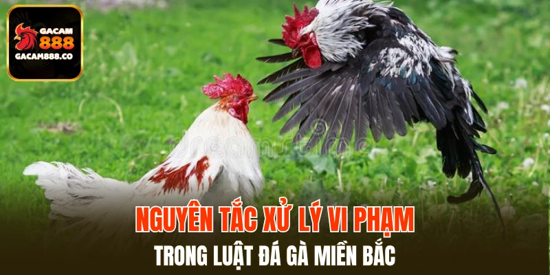 Nguyên tắc xử lý vi phạm trong luật đá gà miền Bắc