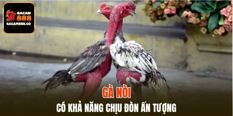 Những chiến kê này có khả năng chịu đòn ấn tượng