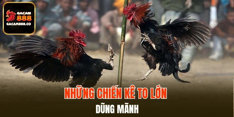 Những chiến kê to lớn - dũng mãnh