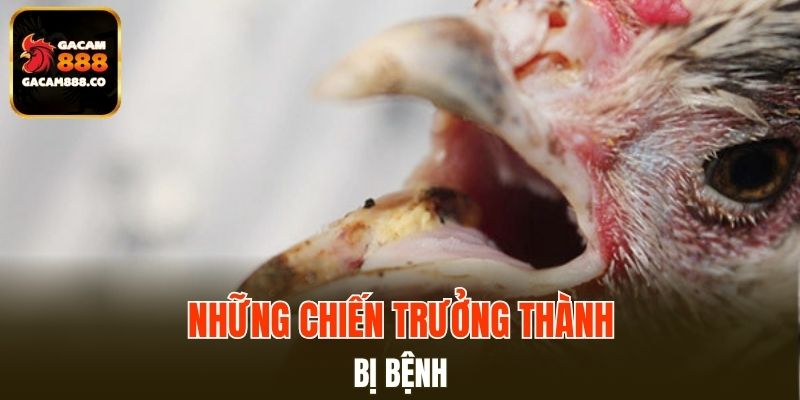 Những chiến trưởng thành bị bệnh