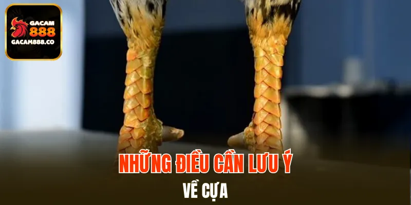 Những điều cần lưu ý về cựa kim