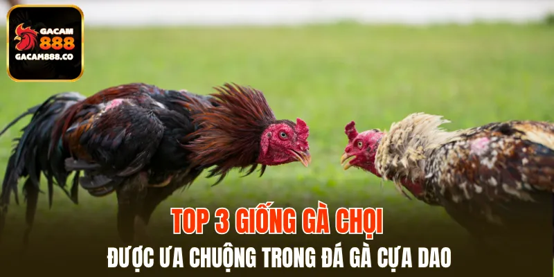 Những dòng gà chọi nổi bật được yêu thích nhất hiện nay