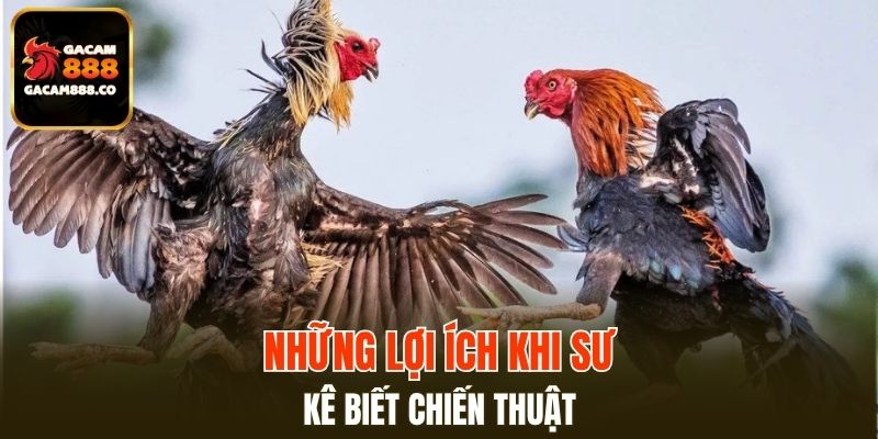Những lợi ích khi sư kê biết chiến thuật