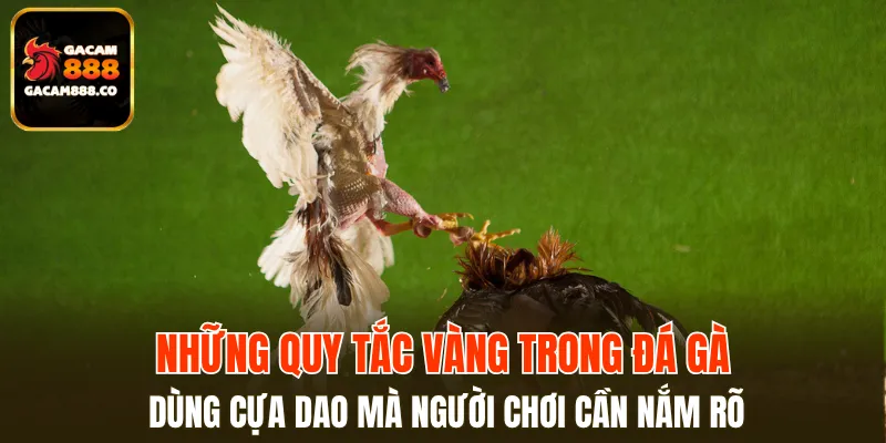 Những quy tắc trong đá gà cựa dao mà player cần nắm