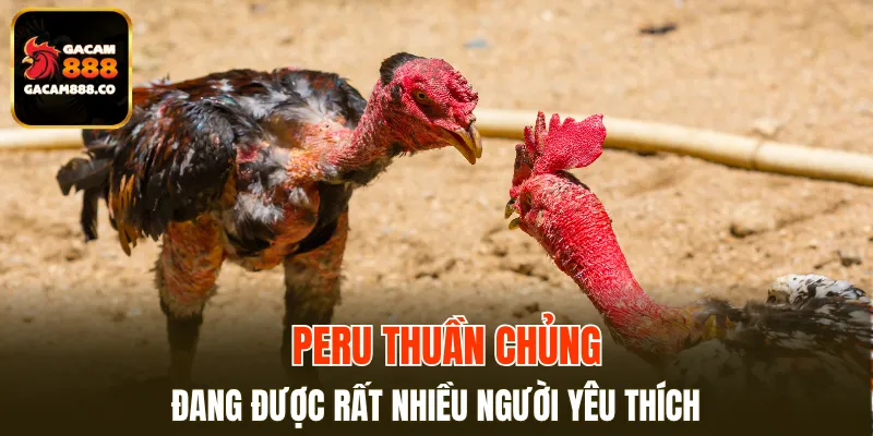 Peru thuần chủng đang được rất nhiều người yêu thích