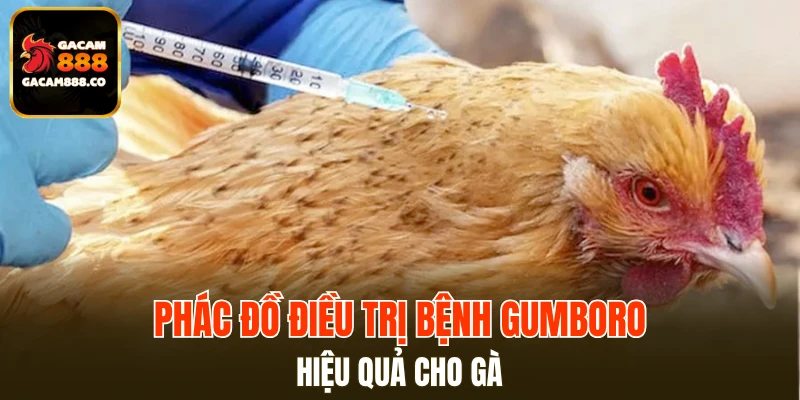 Phác đồ điều trị bệnh Gumboro hiệu quả cho gà