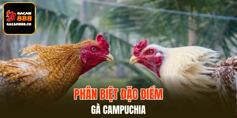 Phân biệt đặc điểm gà Campuchia