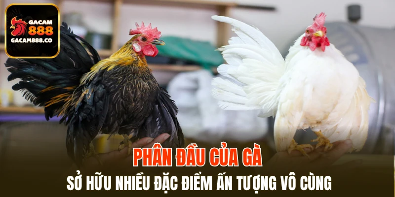 Phân đầu của gà sở hữu nhiều đặc điểm ấn tượng vô cùng