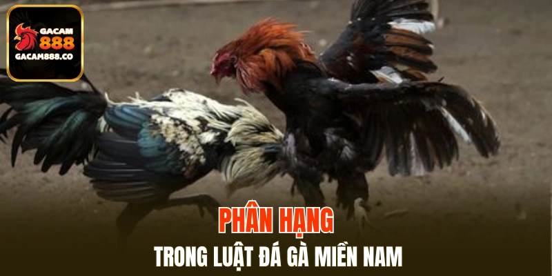 Phân hạng trong luật đá gà miền Nam