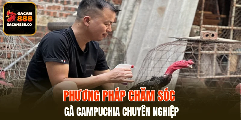 Phương pháp chăm sóc gà Campuchia chuyên nghiệp