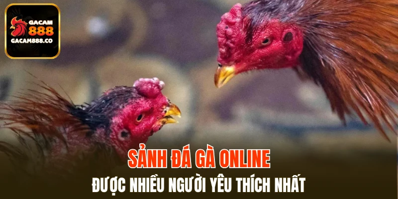 Sảnh đá gà online được nhiều người yêu thích nhất
