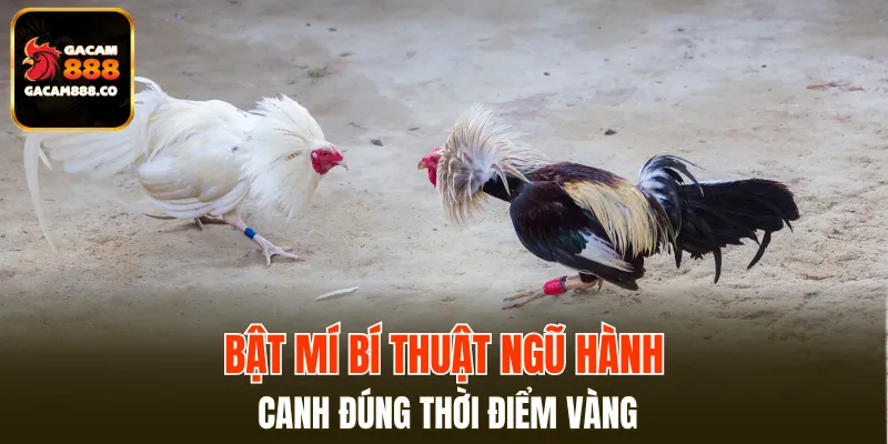 Sử dụng thuật ngũ hành để xem đúng ngày