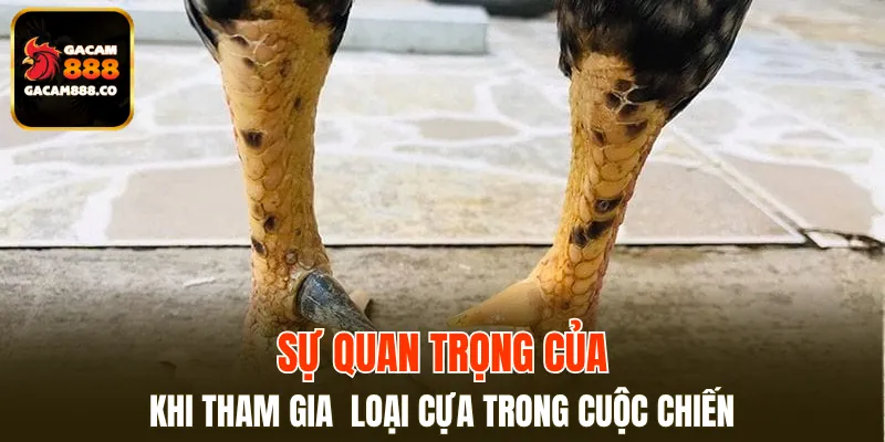 Sự quan trọng của loại cựa trong cuộc chiến