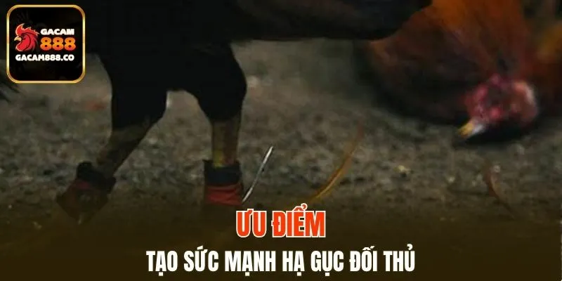 Sức mạnh hạ đòn cực chất lượng