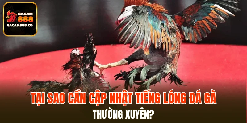 Tại sao cần cập nhật tiếng lóng đá gà thường xuyên?