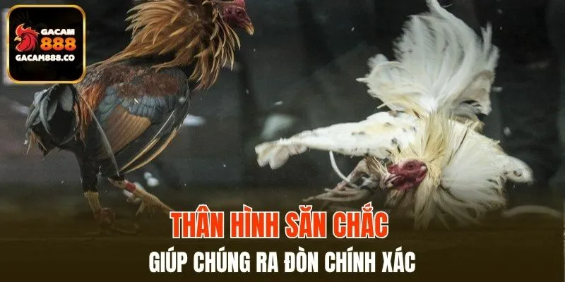Thân hình săn chắc giúp chúng ra đòn chính xác