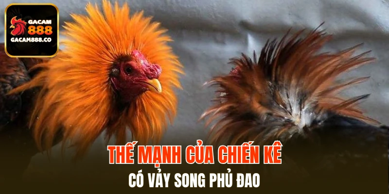 Thế mạnh của chiến kê có vảy song phủ đao