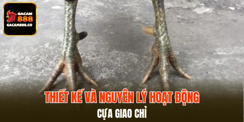 Thiết kế và nguyên lý hoạt động của cựa giao chỉ